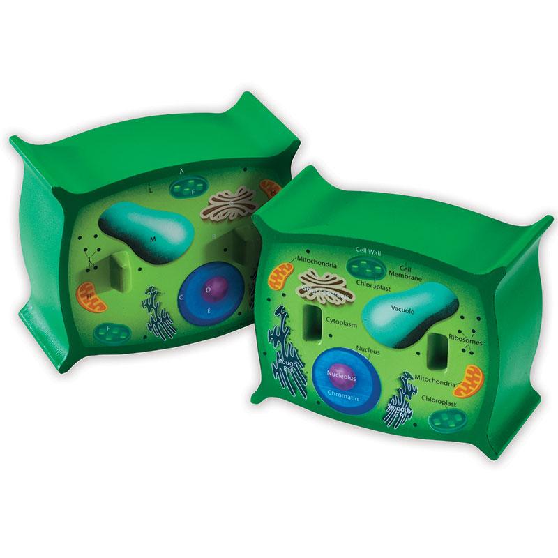  Cross- Section Plant Cell Model