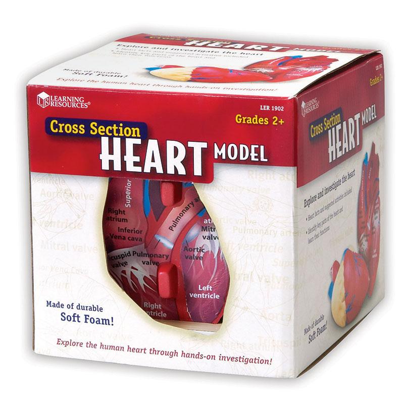  Soft Foam Cross- Section Human Heart Model