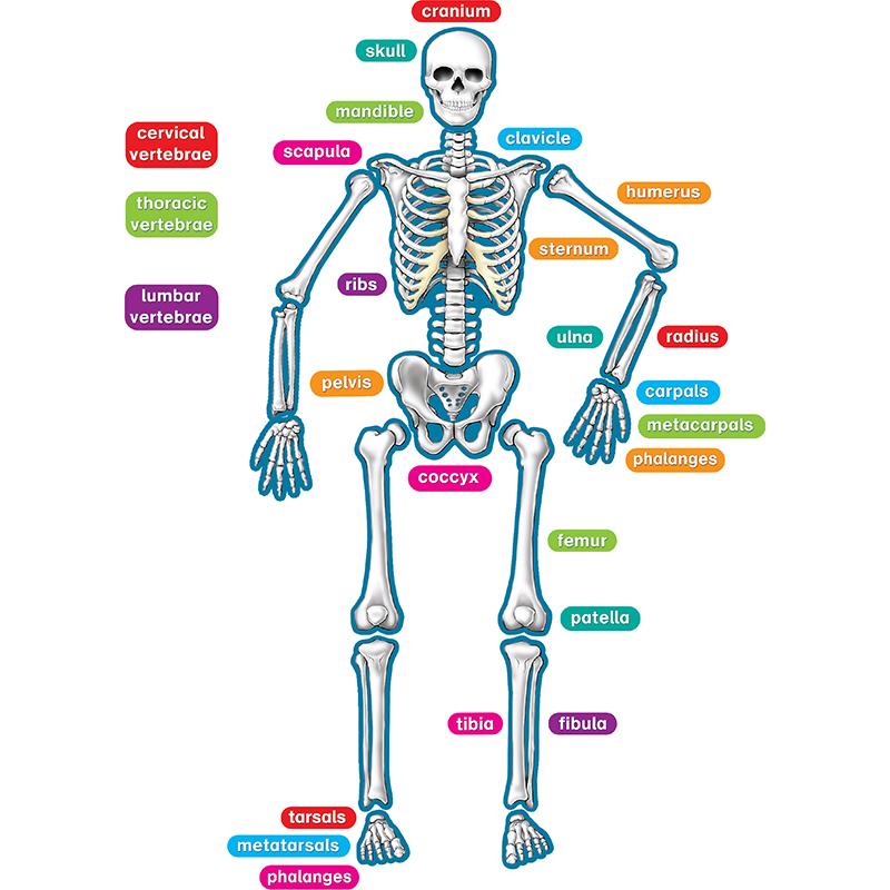  Teacher Created Resources Human Skeleton Accents - Theme/Subject : Learning - Skill Learning : Anatomy - 40 Pieces - 5- 17 Year