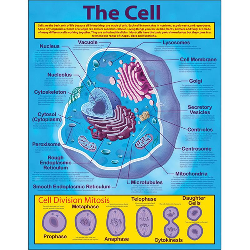 The Cell Chart