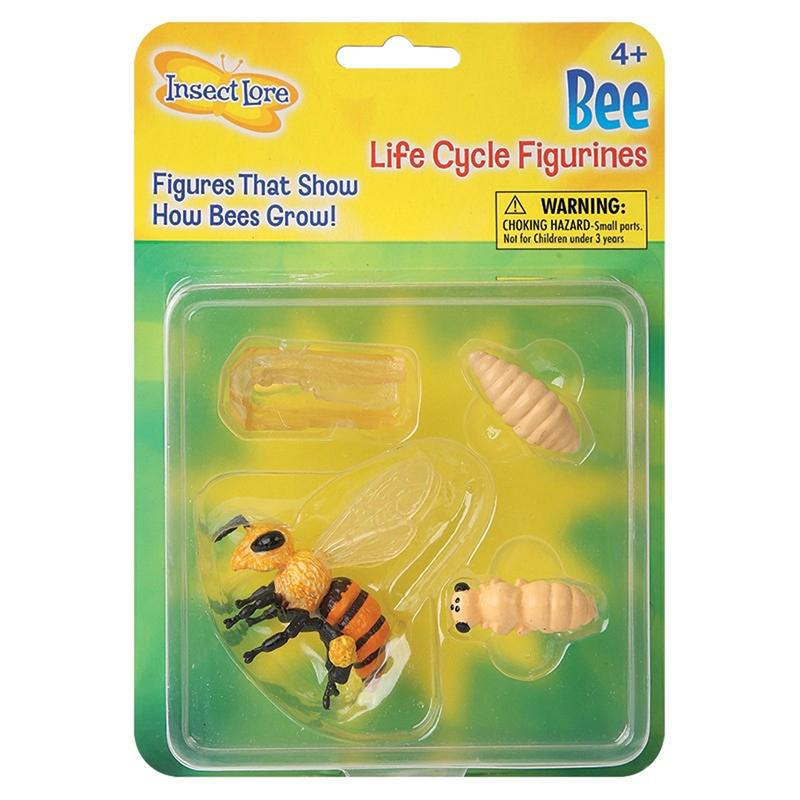 Honey Bee Life Cycle Stages