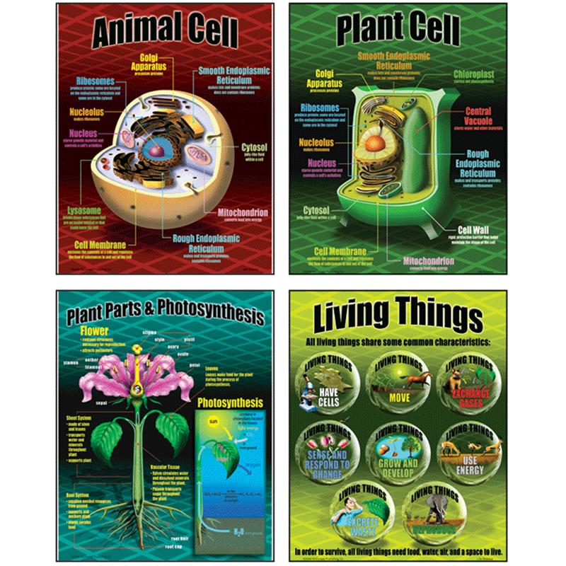 Life Science Teaching Posters, Set of 4