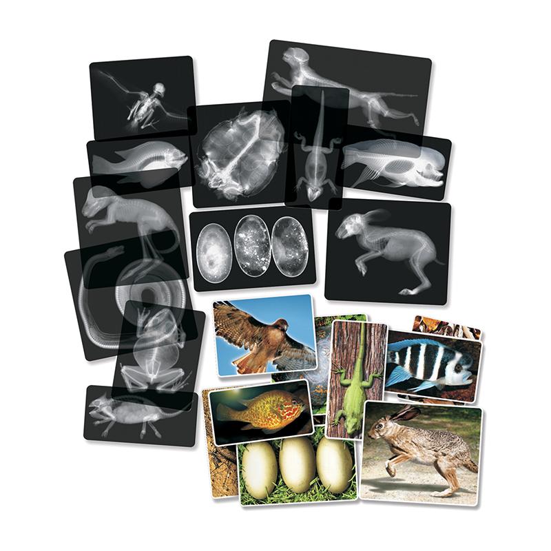 Roylco® Animal X-Ray Set, 14/Pack