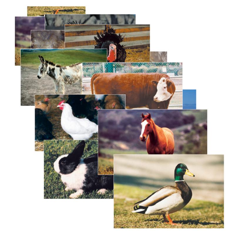 Farm Animal Real Life Learning Poster Set, Set of 10