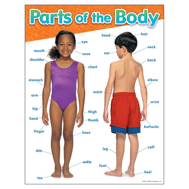 Parts of the Body Learning Chart, 17