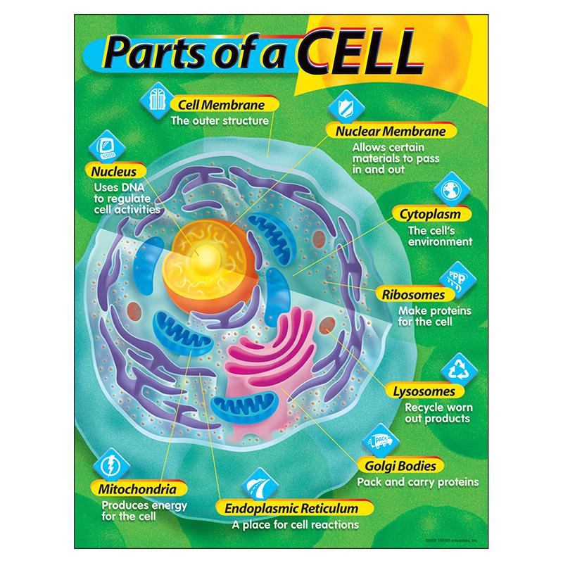 Parts of a Cell Learning Chart, 17