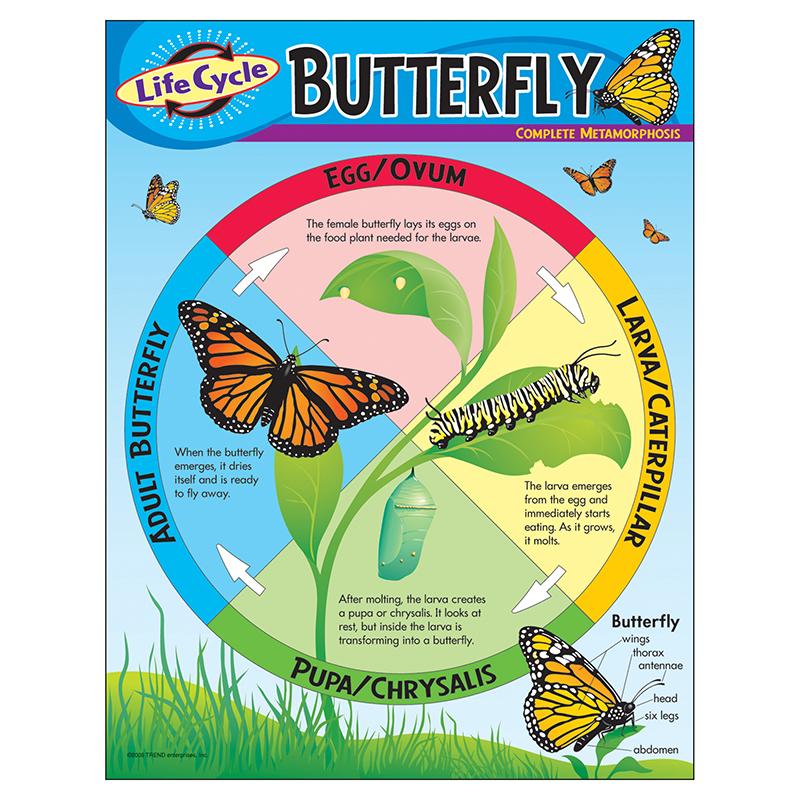 Life Cycle of a Butterfly Learning Chart, 17