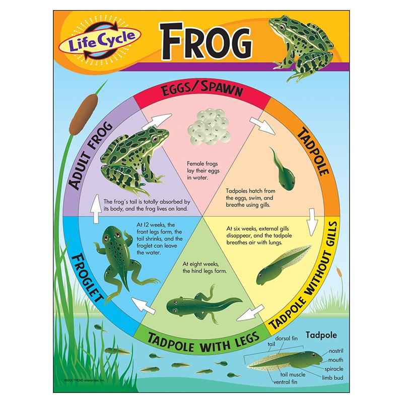 Life Cycle of a Frog Learning Chart, 17