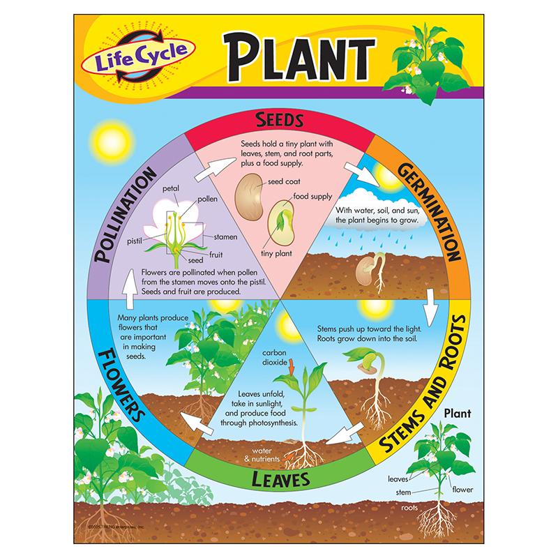 Life Cycle of a Plant Learning Chart, 17