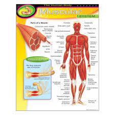 Learning Chart: The Human Body - Muscular System, 17