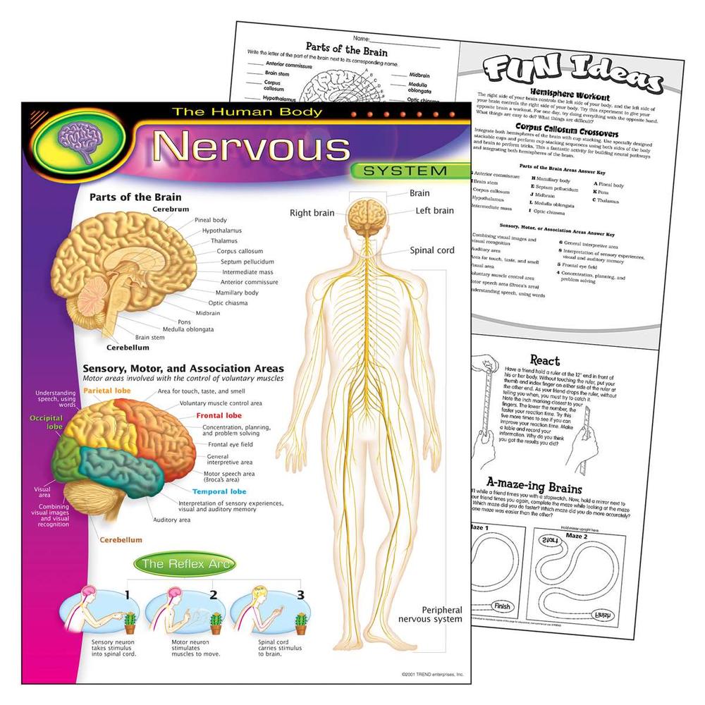 Learning Chart: The Human Body - Nervous System, 17