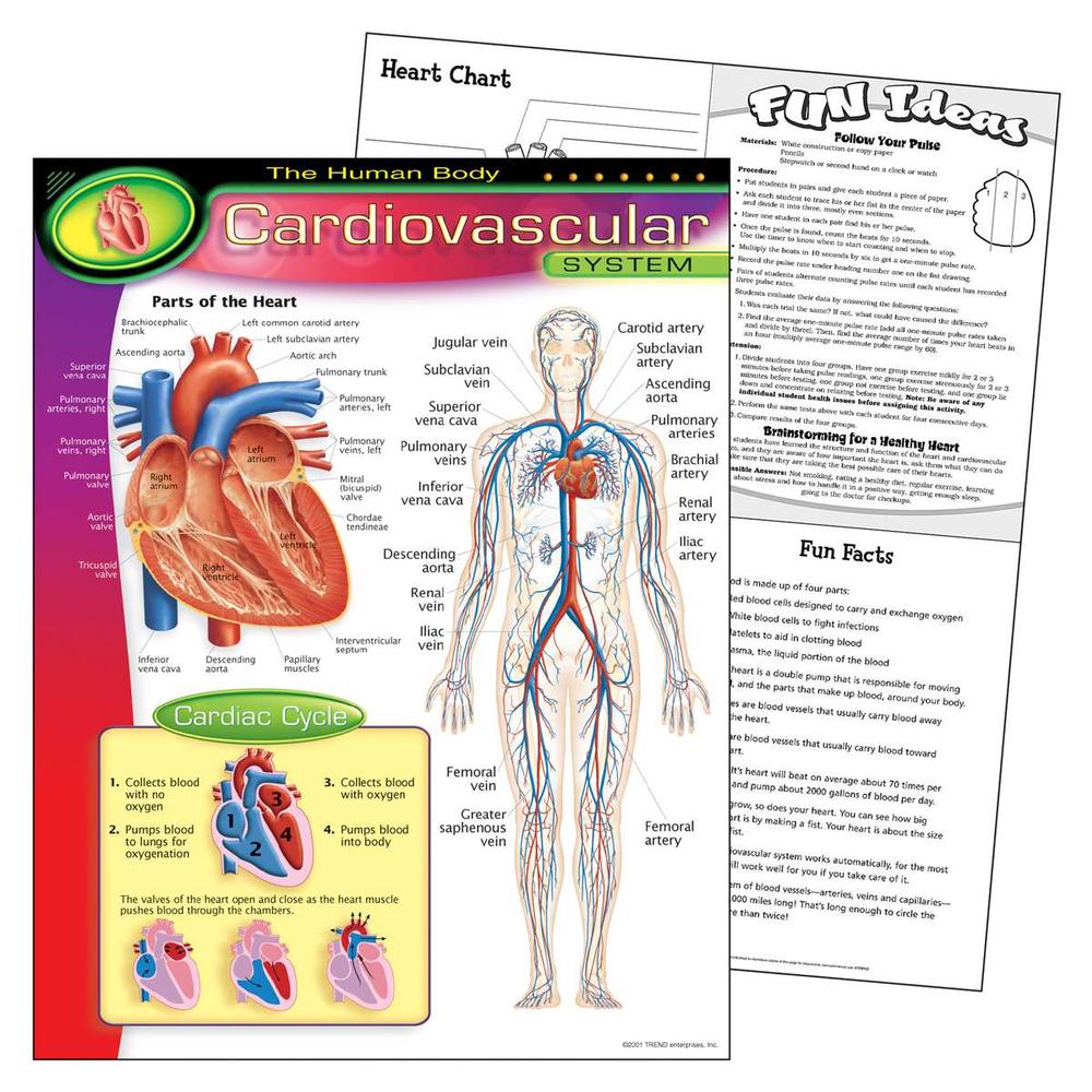 Learning Chart: The Human Body - Cardiovascular System, 17
