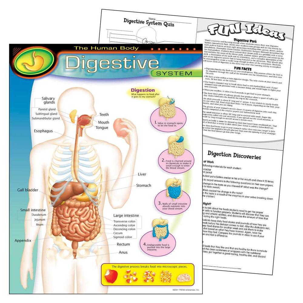 Learning Chart: The Human Body - Digestive System, 17