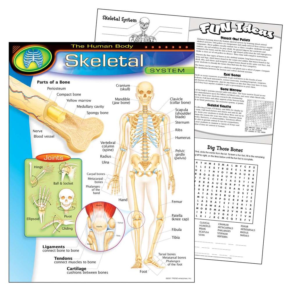 Learning Chart: The Human Body - Skeletal System, 17