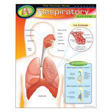 Learning Chart: The Human Body - Respiratory System