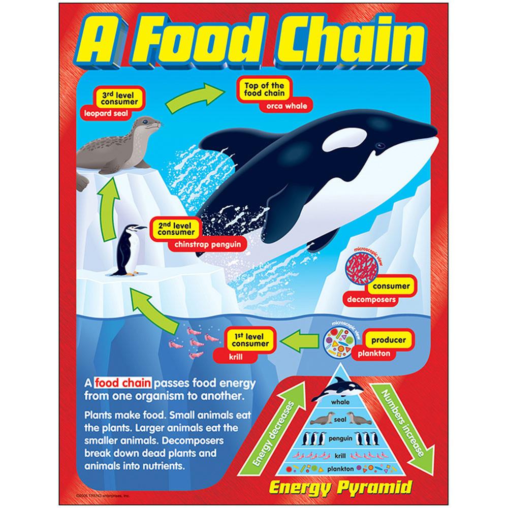 A Food Chain Learning Chart