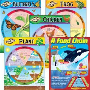 Life Cycles Charts Pack Of 5