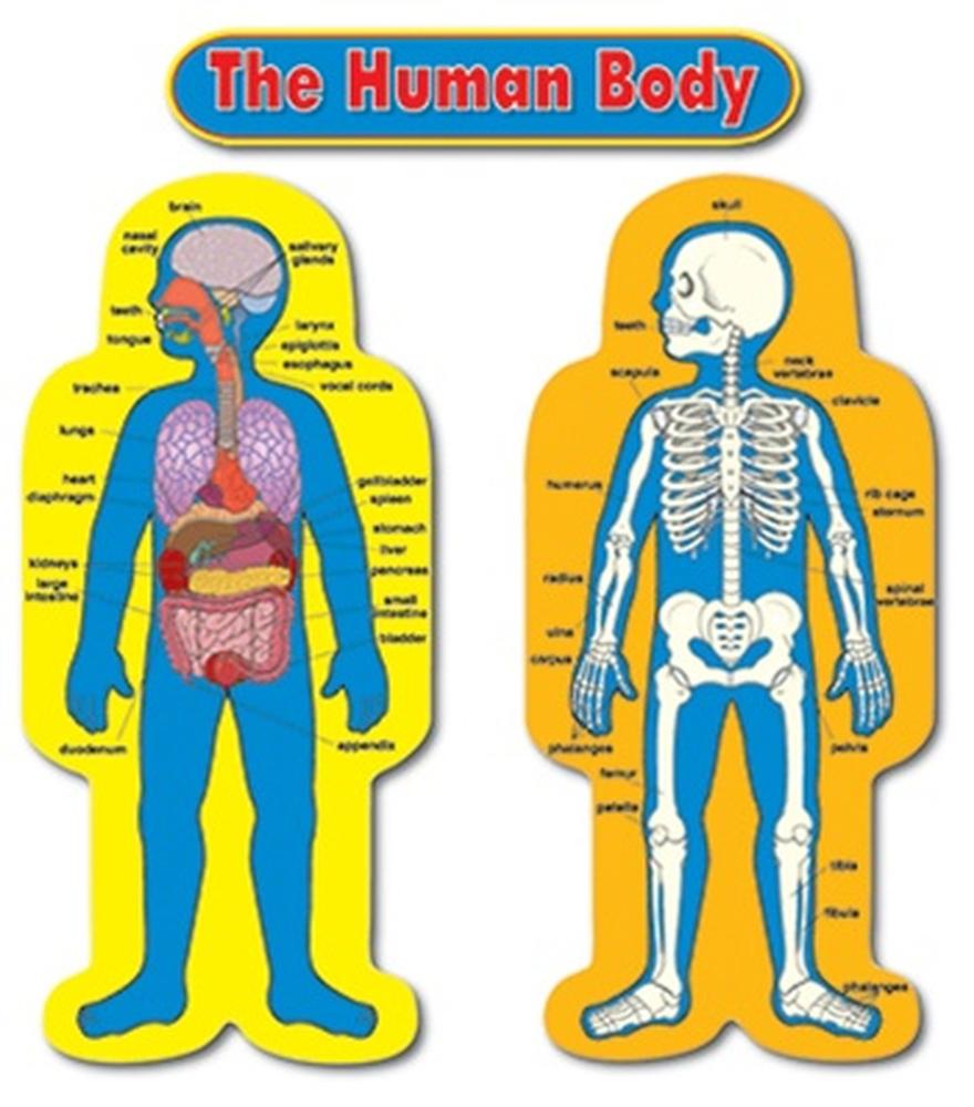  Child- Size Human Body Bulletin Board Set, 2 Figures, 1 Header
