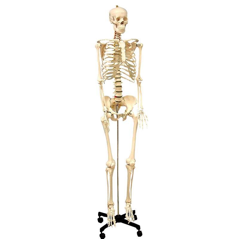 Life Size Human Skeleton Model