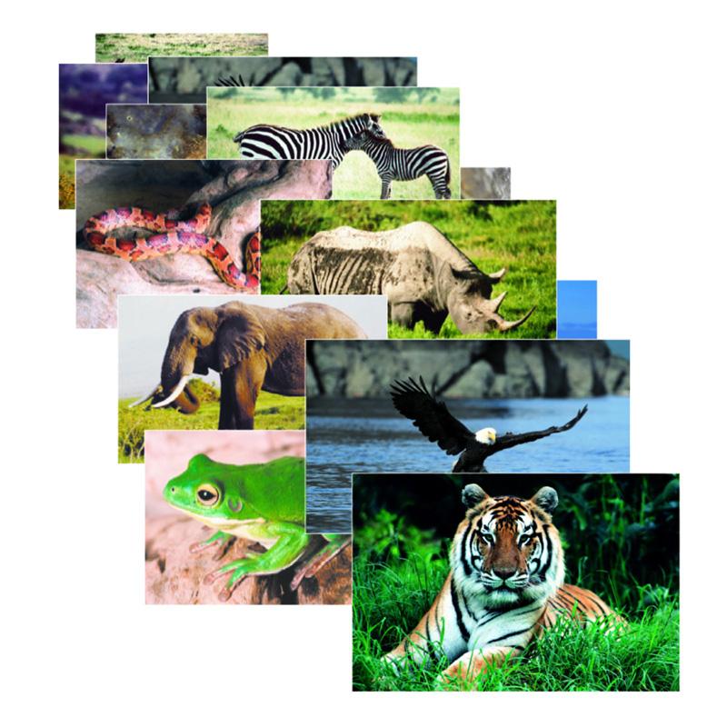 Wild Animal Posters - Set of 10