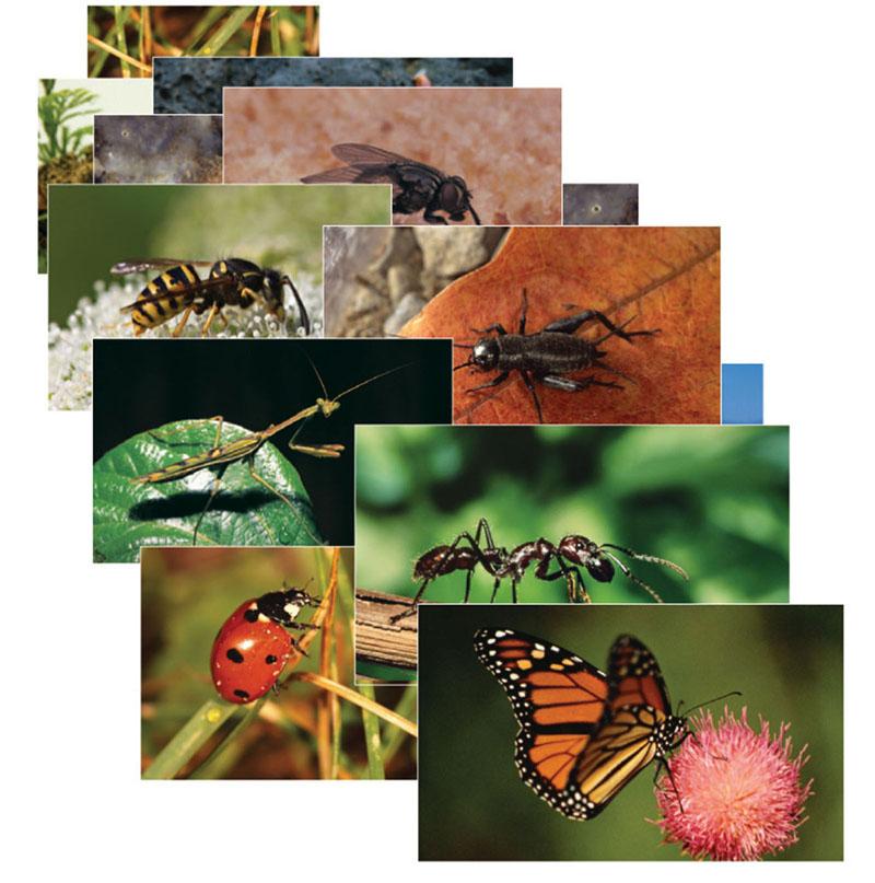 Set of 14 Insects & Bugs Posters