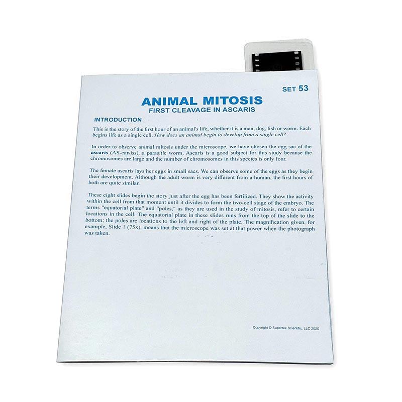 Microslide Animal Mitosis